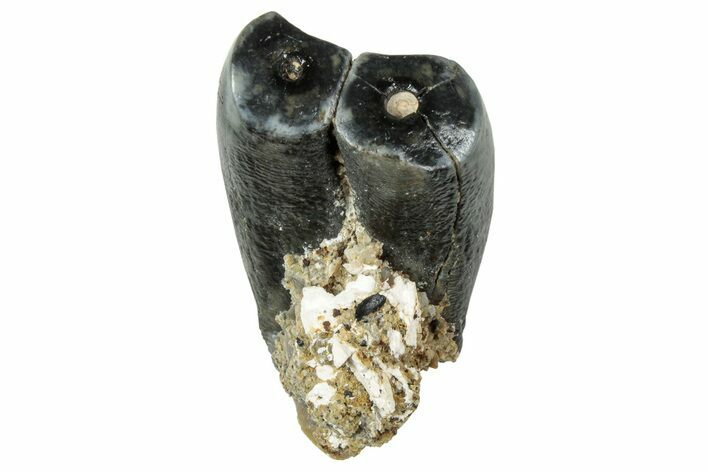 Fossil Desmostylus (Hippo-Like Animal) Premolar - California #241168